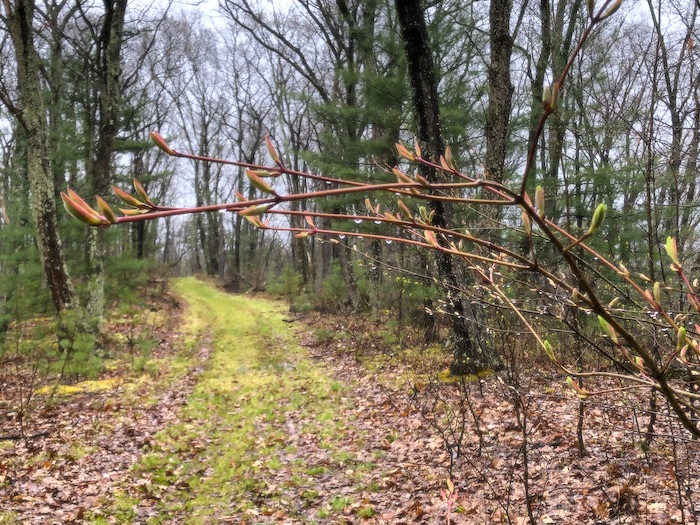 A walk in the woods. Less than 30  minutes on the trail and I feel so much better.