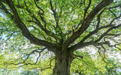 The Mighty Oak