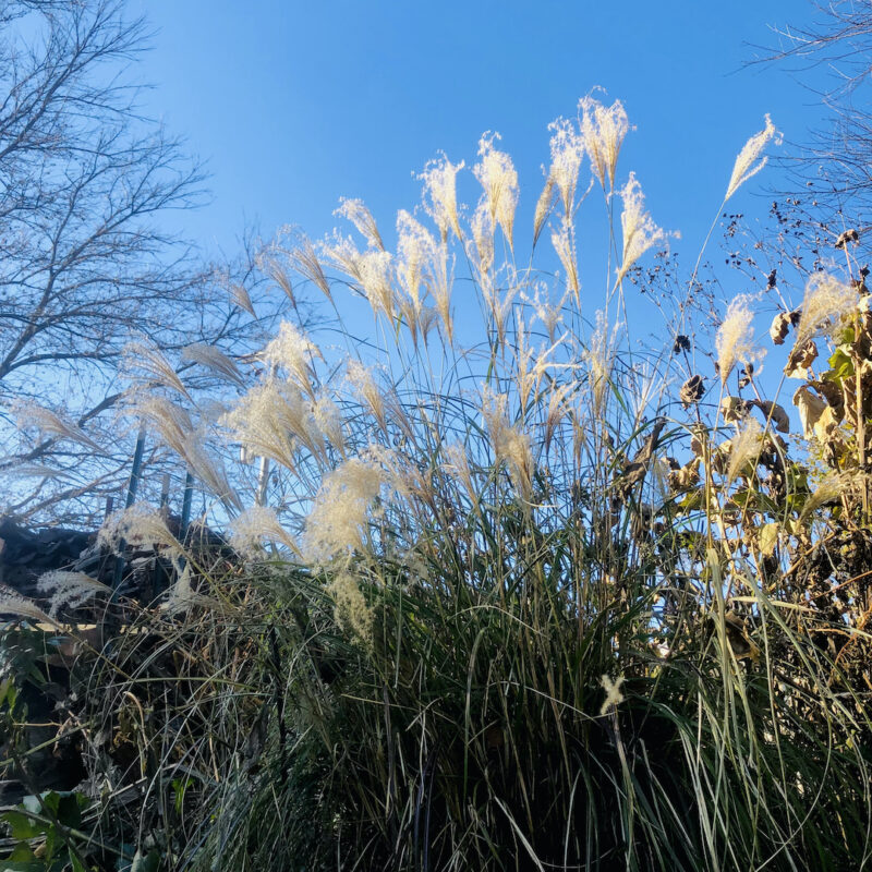 Golden blooms of miscanthus grass in the November sunshine against crystal blue sky
