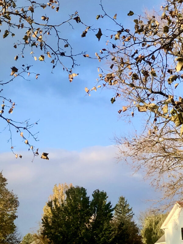 Patch of sunny, bright blue sky framed by rustling leaves and clouds