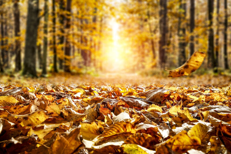 November Washes us in Clarifying, Golden Light of Remembrance