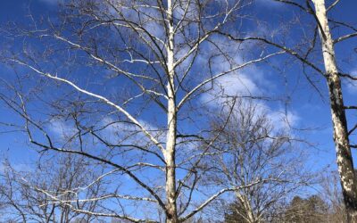 The Rugged Beauty of “Our” Trees Shines in Winter