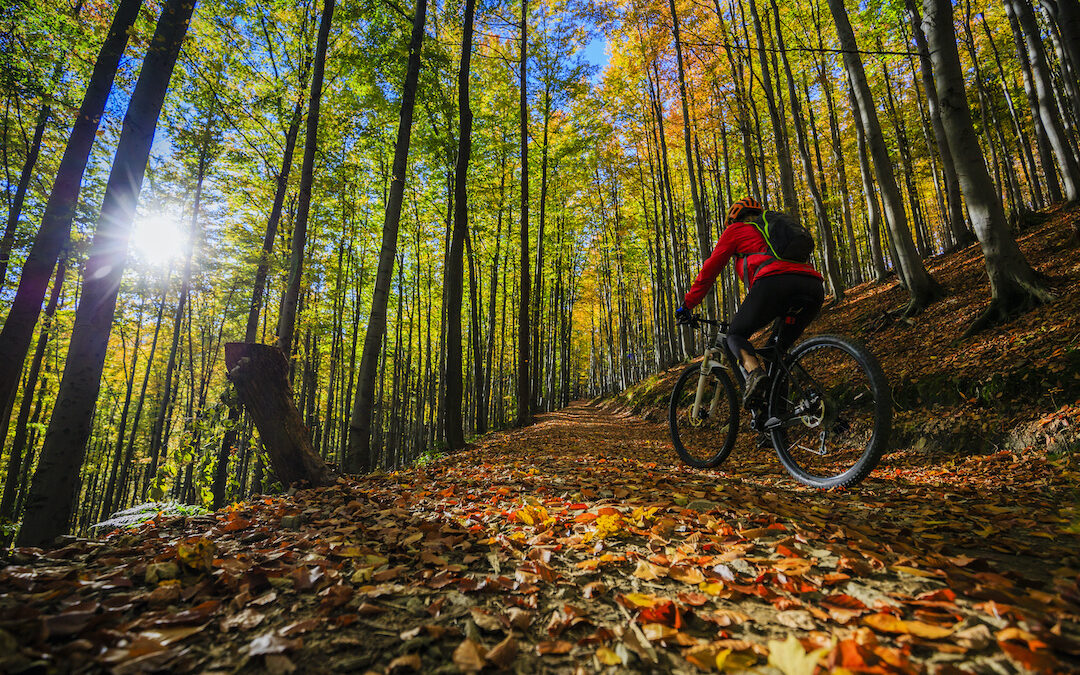 Picture of a Woman Biking Uphill through the Autumn Woods