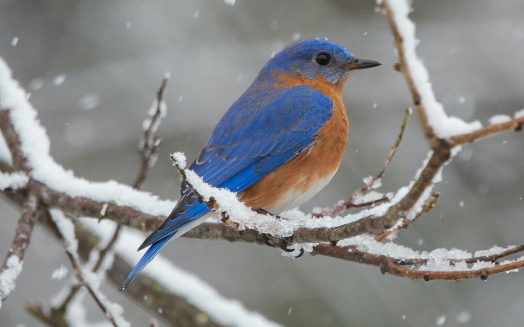 Male Eastern bluebird on a snow-covered branch.