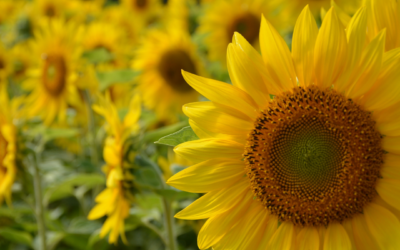 Sunflowers, “Soniashnyk” in Ukraine, the New Face of Flower Power