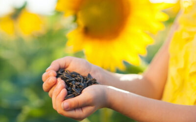 Kids Love ‘Em — and 9 more Reasons to Plant Sunflowers