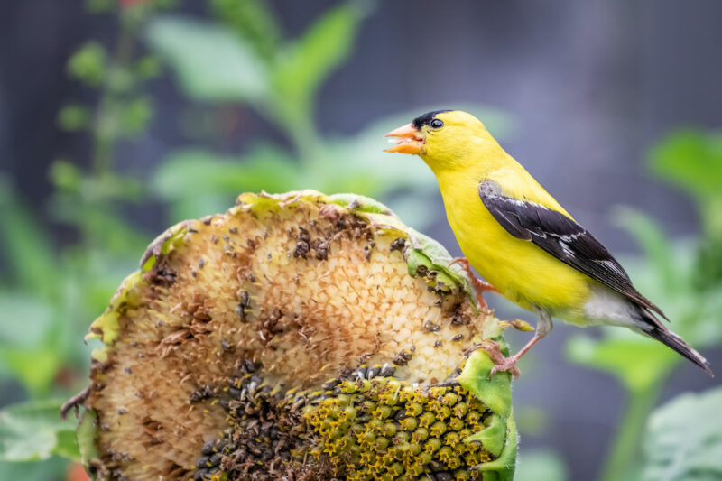 Image of yellow Goldfinch on a dried sunflower head, eating seeds.
