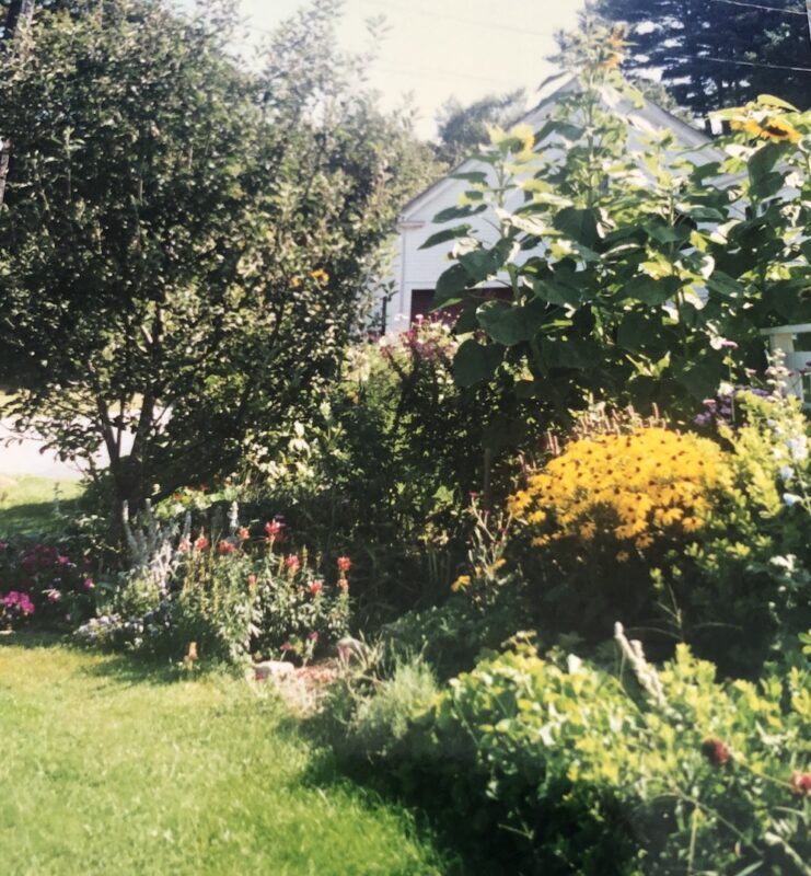 Photo of a garden in Phippsburg, Maine, 1998/99
