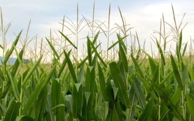 Walking Among Fields of Gold