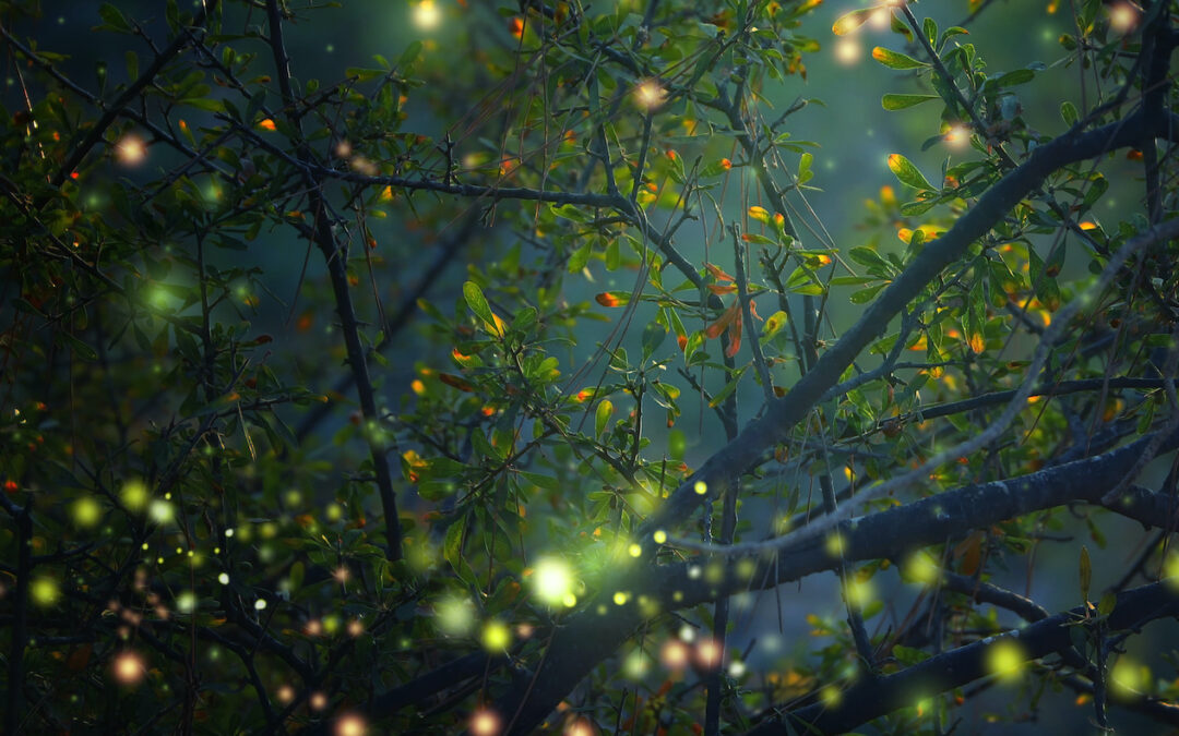 An image of small orbs of light as seen through tree branches with autumn colors of teal, gold and dusky blue.