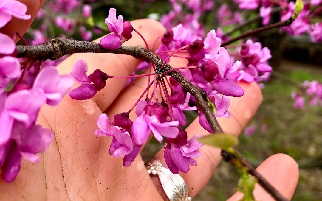 Leaning in to Spring’s New Growth