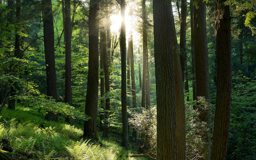 Tall trees of an old growth forest